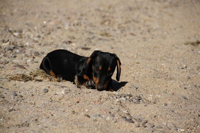 High angle view of black dog lying on sand