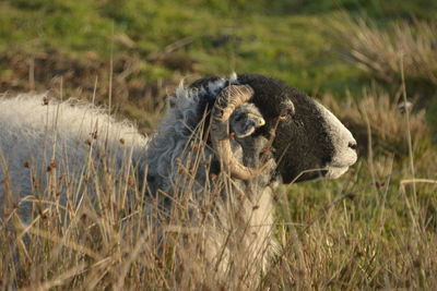 Lion sitting on field