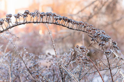 Close-up of frozen plant