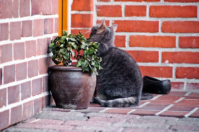 Cat looking up against brick wall