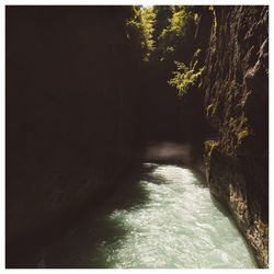River amidst trees in forest