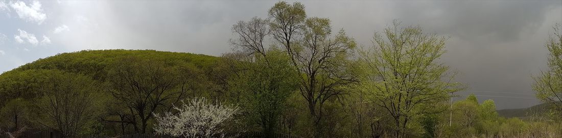 Panoramic view of trees in forest against sky