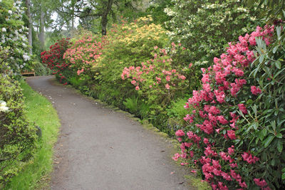 View of flowering plants in garden