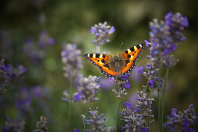 Close-up of butterfly pollinating on purple flower