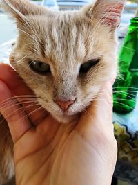 Close-up of hand holding cat