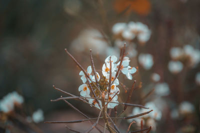 Close-up of white flowering plant