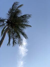 Low angle view of palm tree against clear blue sky