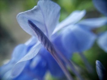 Close-up of flower blooming outdoors