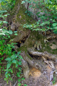 High angle view of trees growing in forest