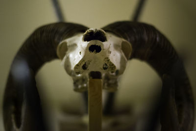 Close-up of snake