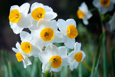 Close-up of white flowering plants