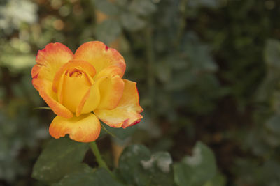 Close-up of yellow rose flower