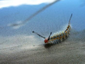 Close-up of insect