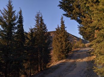 Road in the forest