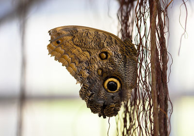 Close-up of butterfly on metal