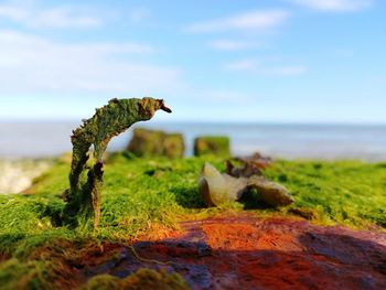 Close-up of rusty metal on land by sea against sky