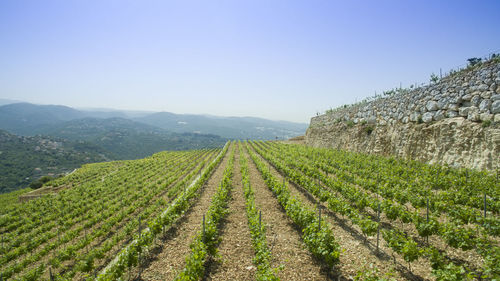 Scenic view of agricultural field against clear sky