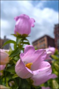 Close-up of pink flowers blooming against sky