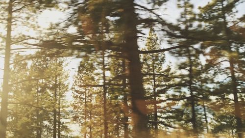 Low angle view of pine trees in forest