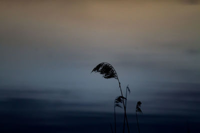 Low angle view of trees against sky at dusk