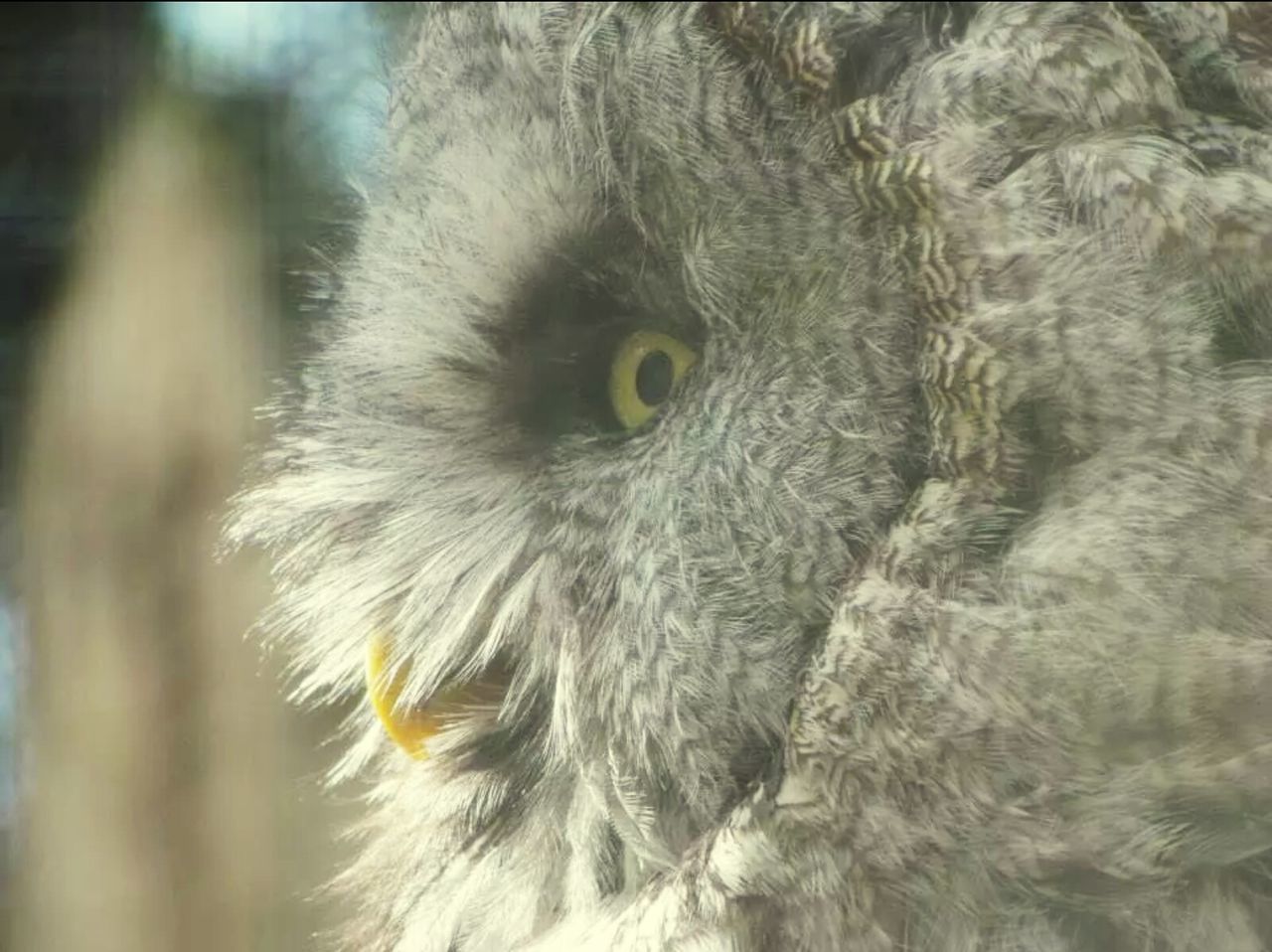 one animal, animal themes, bird, animal head, close-up, animal hair, wildlife, animals in the wild, focus on foreground, looking away, animal body part, beak, portrait, front view, bird of prey, whisker, animal eye, outdoors, nature, no people