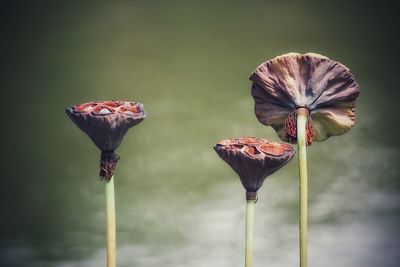 Close-up of lotus water lily