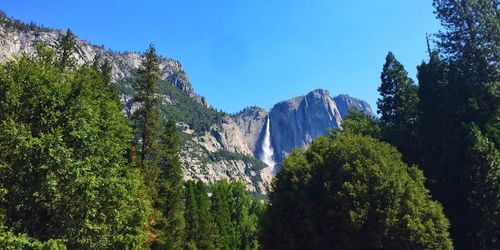 Panoramic view of trees in forest against clear blue sky