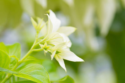 Close-up of flowering plant