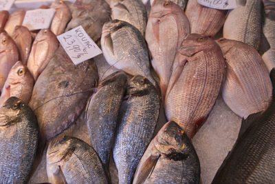 High angle view of seafood on ice at market