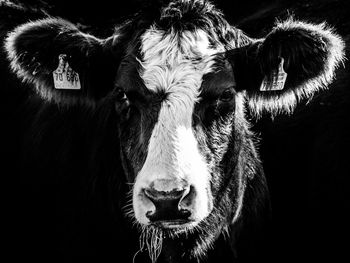 Close-up portrait of horse