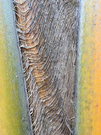 Full frame shot of tree trunk