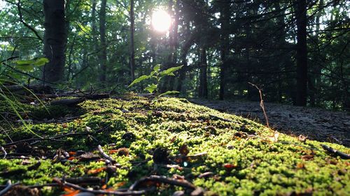 Trees in forest