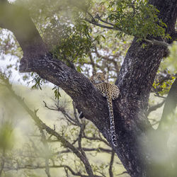 View of a bird on tree