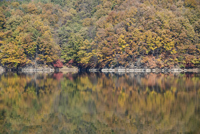 Scenic view of lake in forest during autumn