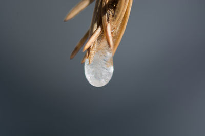 Close-up of jellyfish against sky