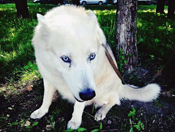 Portrait of a dog