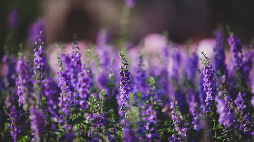 Close-up of purple flowering plants