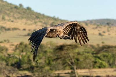 African white-backed vulture flies over wooded savannah