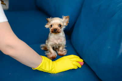 Woman in a apron and gloves cleans a sofa from dog hair. cleaning of the apartment. life with pets.