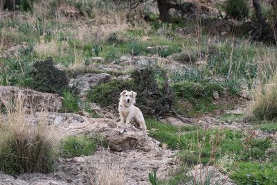 Dog sitting on field