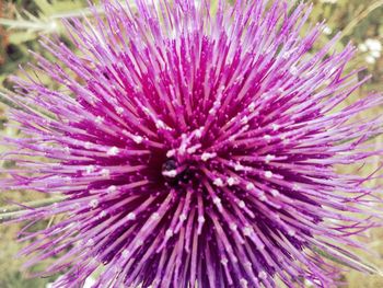 Close-up of pink flowers