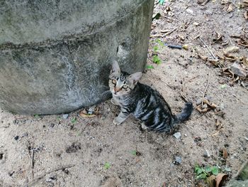 High angle view of cat sitting on field