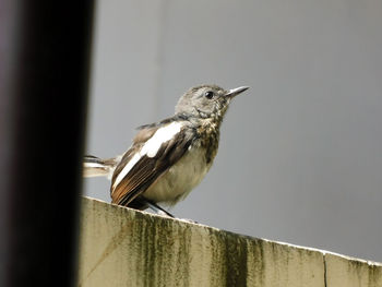 Close-up of bird perching outdoors