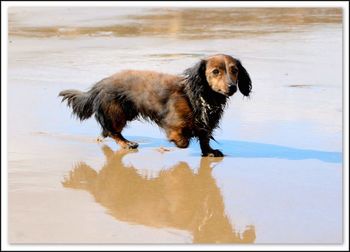 Dog on wet sand at beach