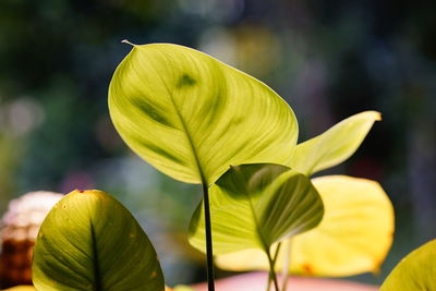 Close-up of yellow flowering plant leaves