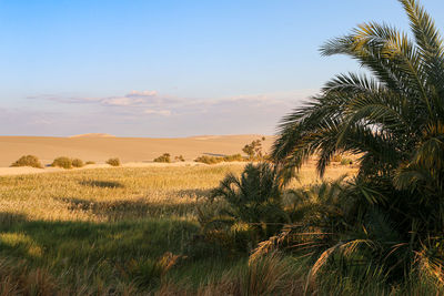 Scenic view of palm trees on field against sky