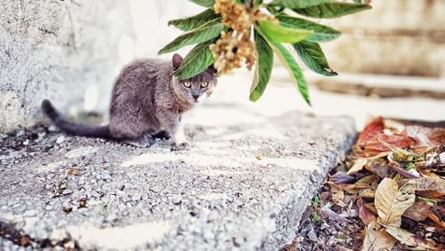 Close-up of a cat