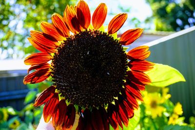 Close-up of coneflower blooming outdoors