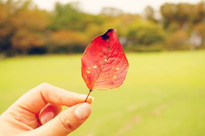 Close-up of hand holding red leaf