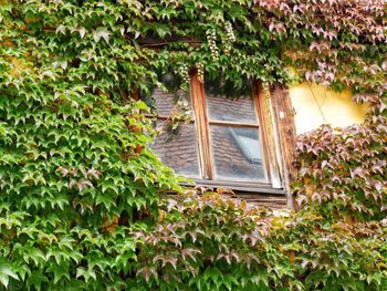 Close-up of ivy growing on tree